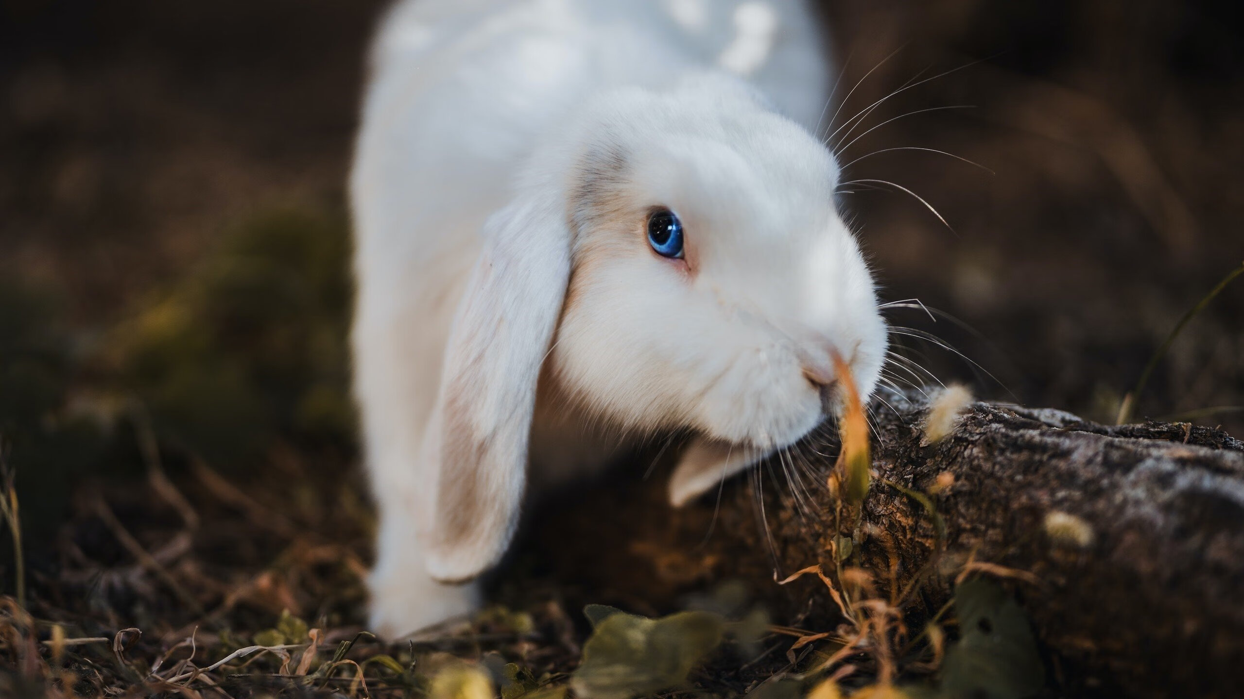 闪电与蓝月，当克瓦拉茨赫利亚的激情撞上曼城的冰冷机器