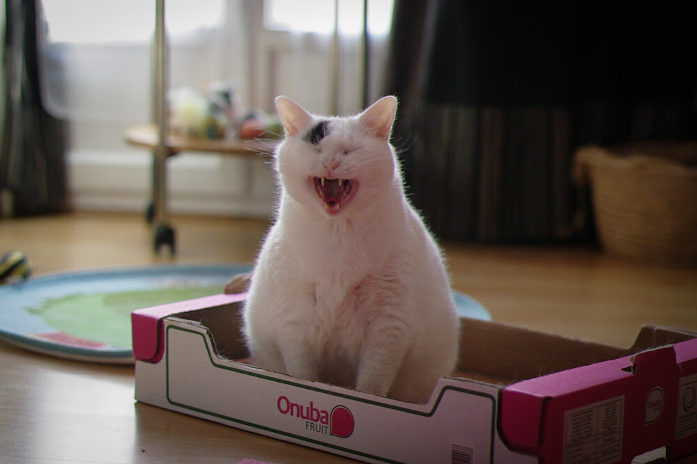 从俄城到世界中央，切特·霍姆格伦与快船队如何重新定义舞台