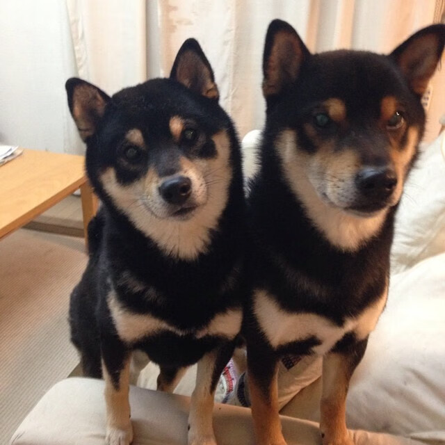 跨洋战神!恩比德50分统治东方试炼,国王争冠战险胜上海队