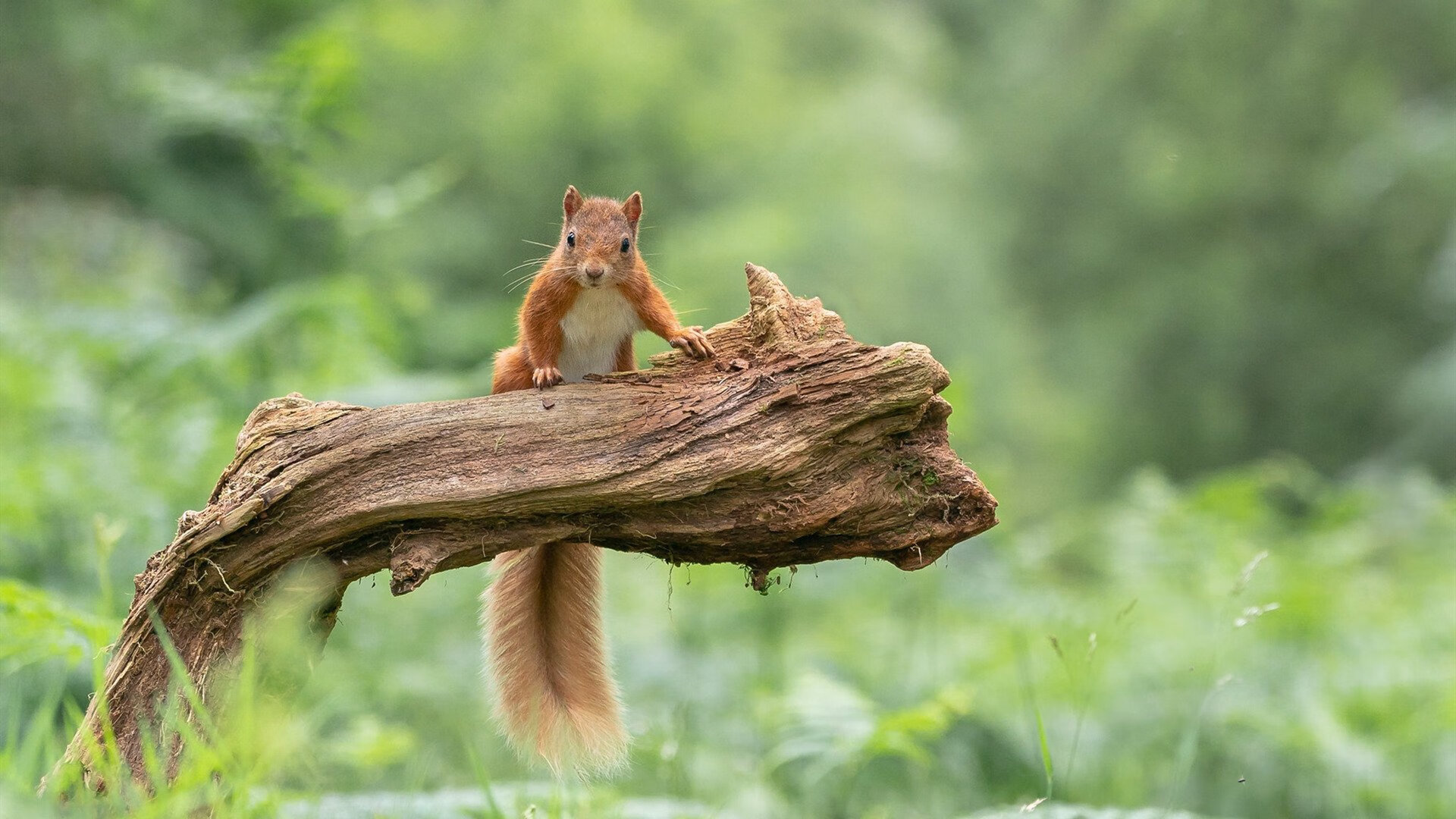 虚拟绿茵双重奏，孙兴慜爆发引领卡塔尔游客踏平佛罗伦萨主题乐园