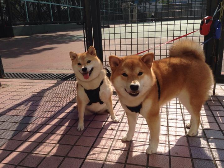 孤星血战，英格拉姆50分神迹难救主，快船铁壁合围夺下关键硬仗