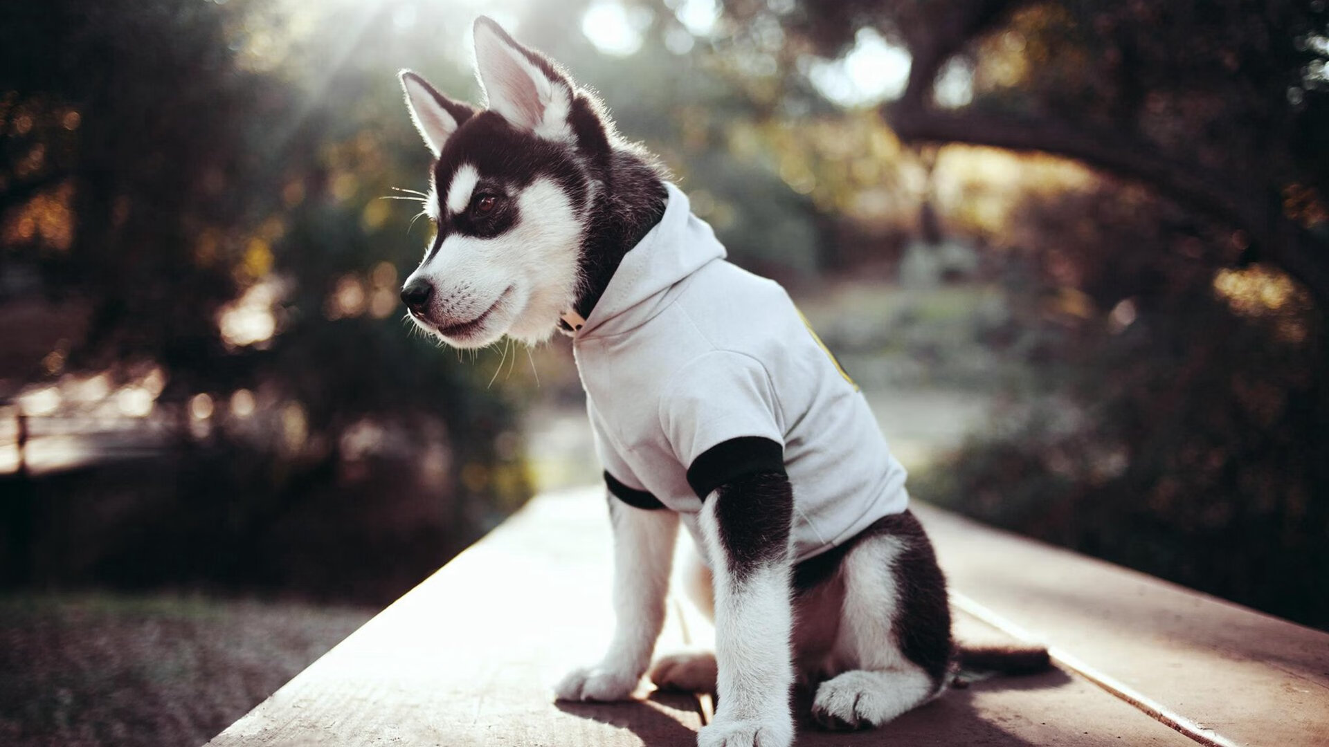 德比硝烟中的欧冠级较量，篮网征服纽约欧冠级窒息感！布鲁克林篮网在纽约德比中正面击溃尼克斯