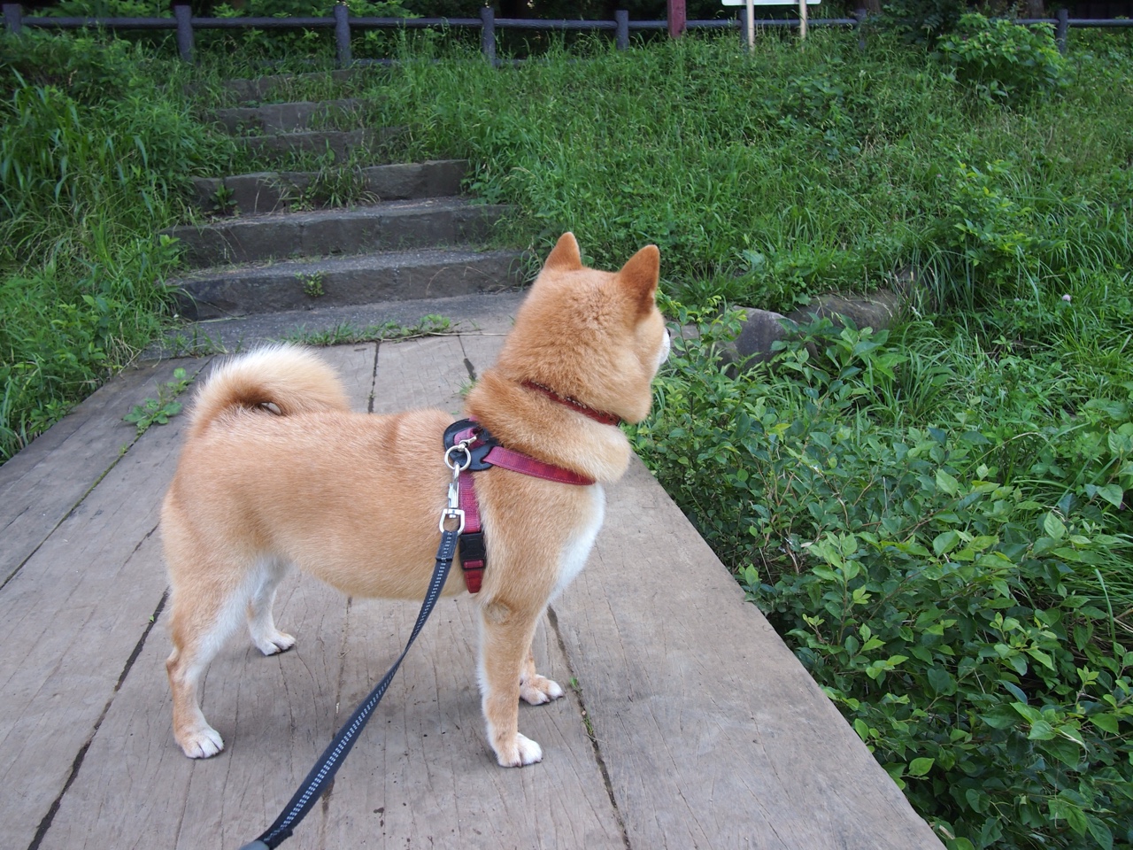 字母哥爆发背后的秘密，2029年北京队如何用黑科技盗取凯尔特人王朝