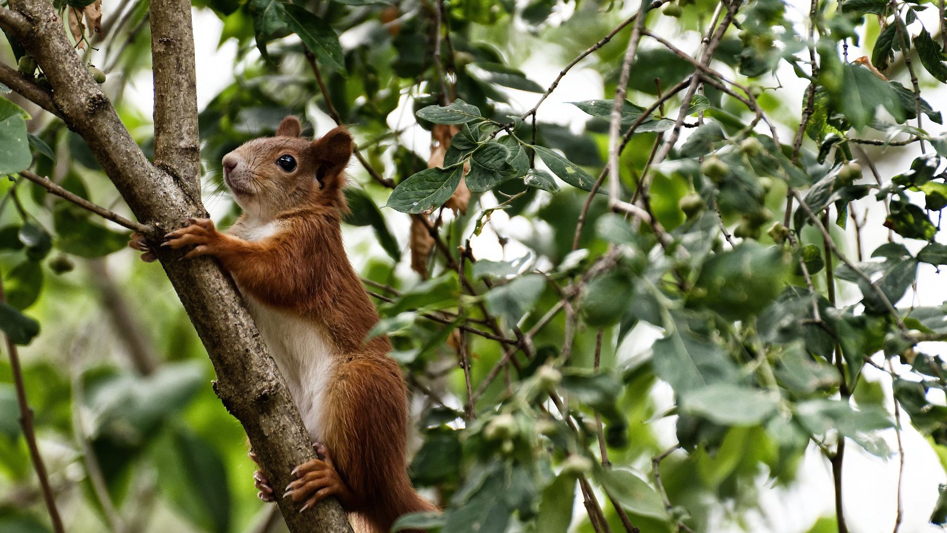 伦纳德轰下41分却成空砍背景板,森林狼团队风暴吞噬快船
