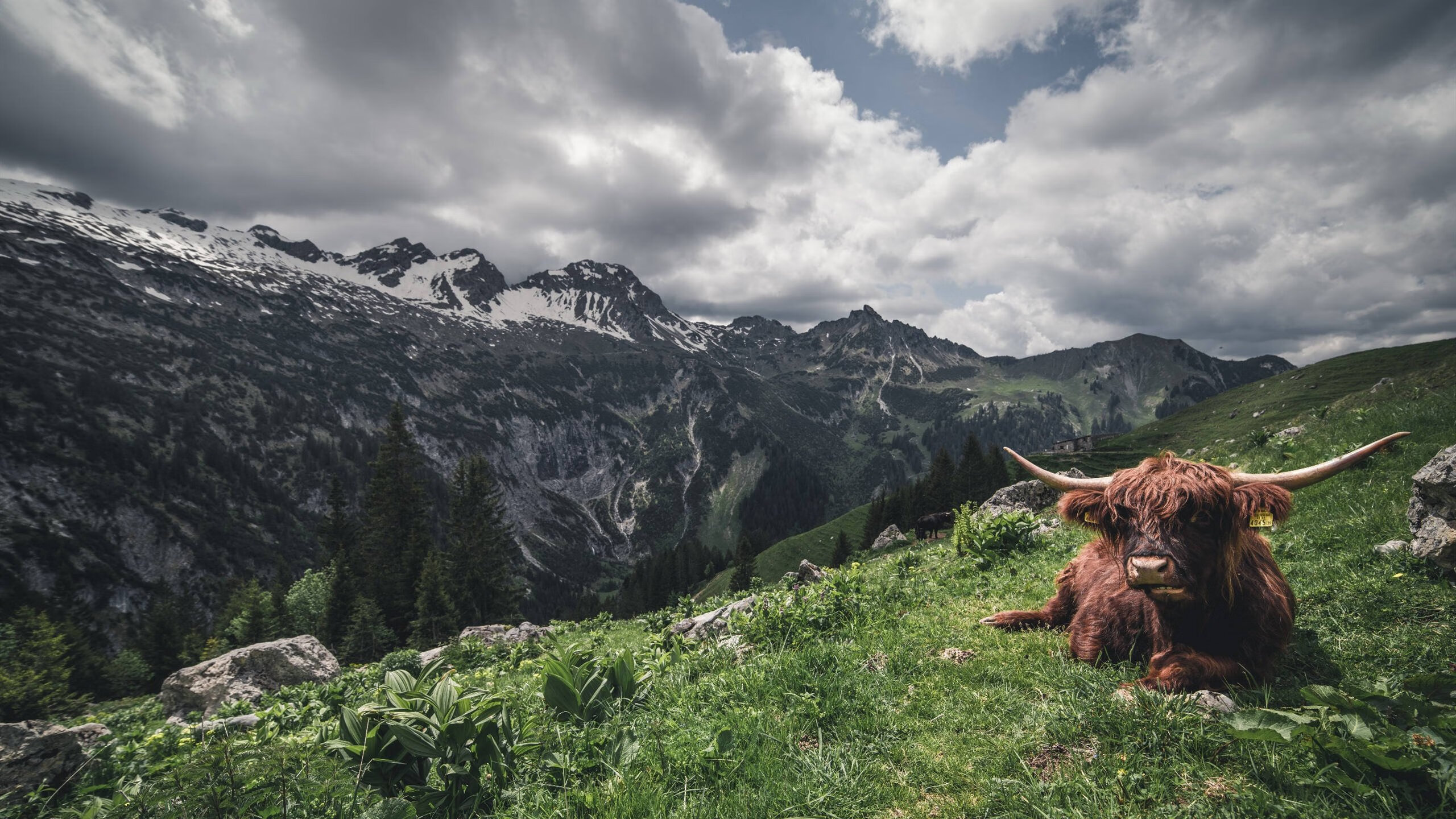 桑巴与雄鹰之争，姆巴佩如何成为巴西带走巴拉圭的关键先生