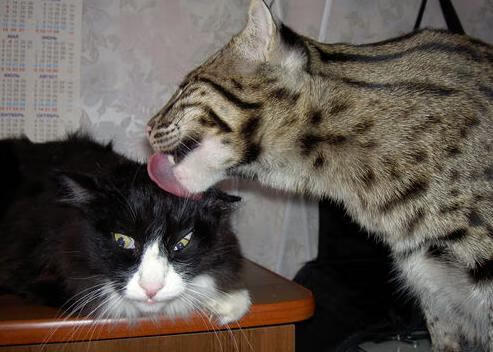 蛰刺之锐与缠丝之舞,西亚卡姆的关键一刺与黄蜂的节奏窒息术