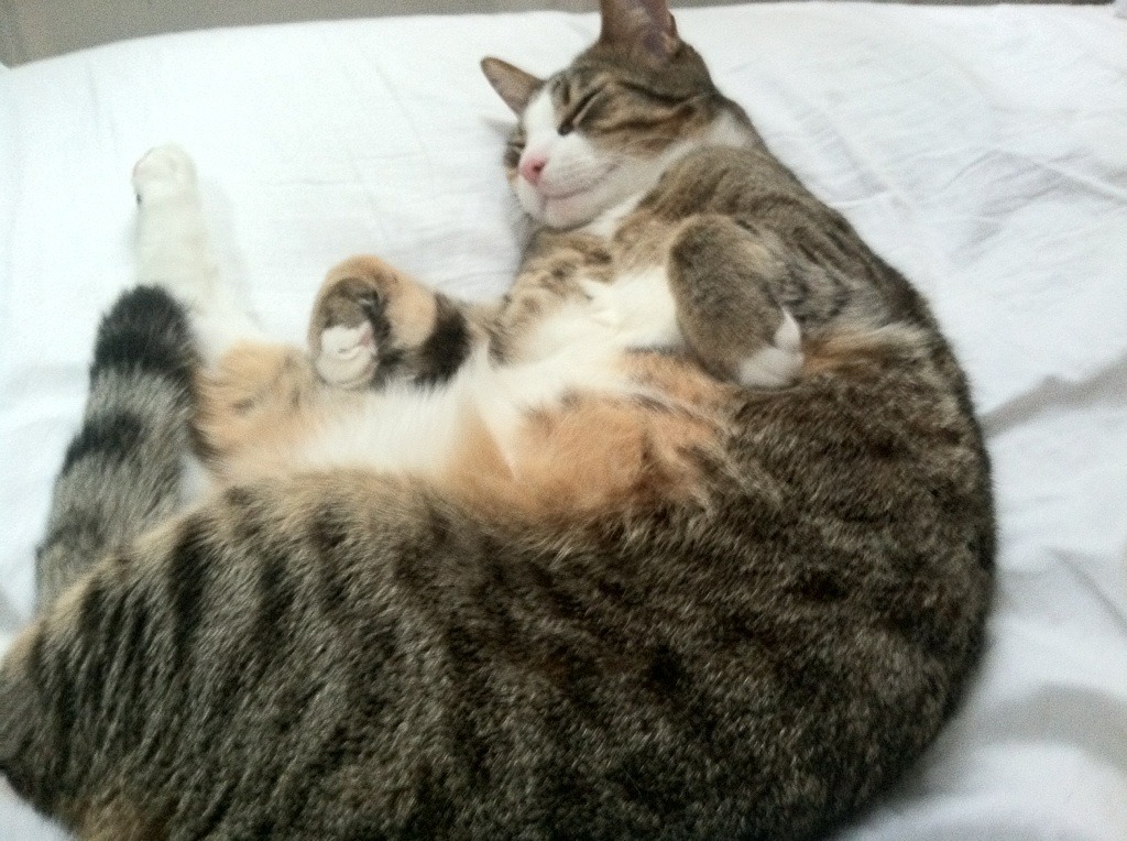 数据神迹难救主，步行者团队篮球险胜掘金