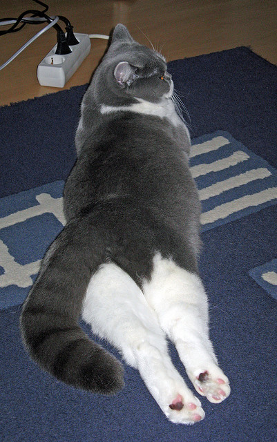 跨洋对决的星光焦点，拉梅洛·鲍尔统治全场，新疆队鏖战雄鹿虽败犹荣