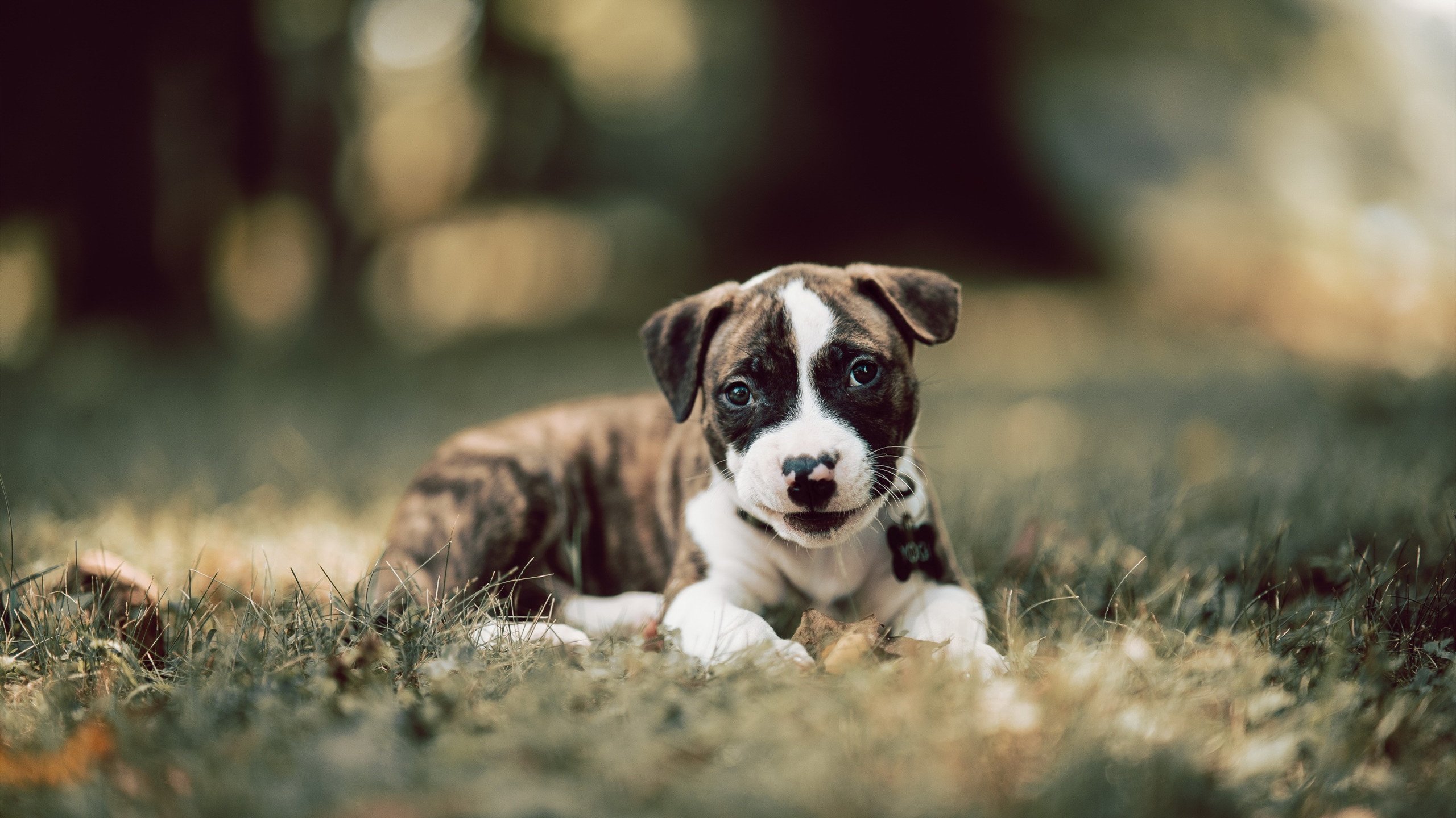 钢铁洪流与精密封锁，F1揭幕战上演德国战车的地面空域支配