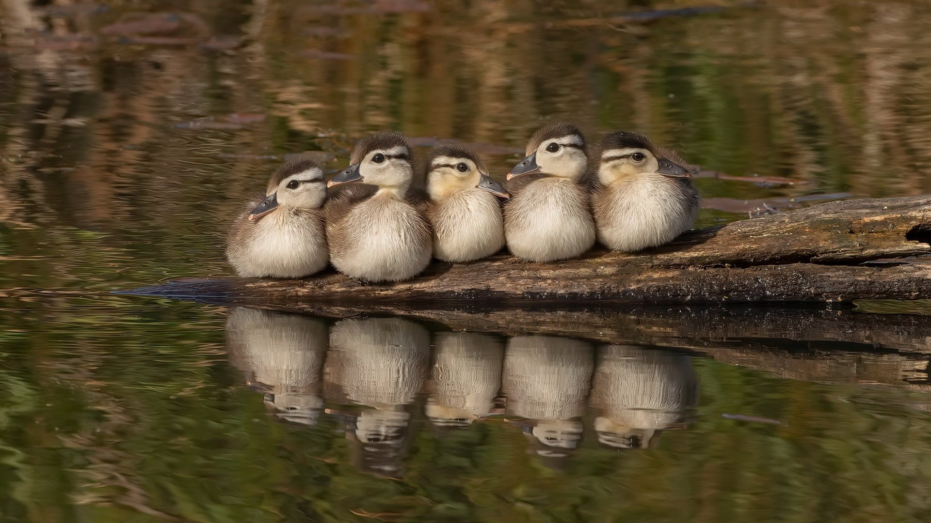 哈利伯顿，当硬仗之王在无声处听惊雷