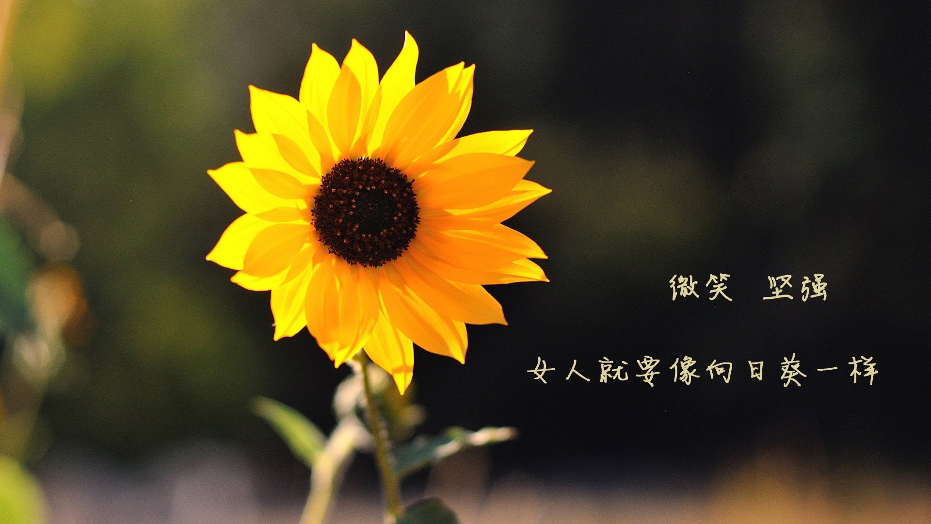 拉神之光刺穿金字塔，当埃及的诅咒终结马德里，拉什福德献上致命终章