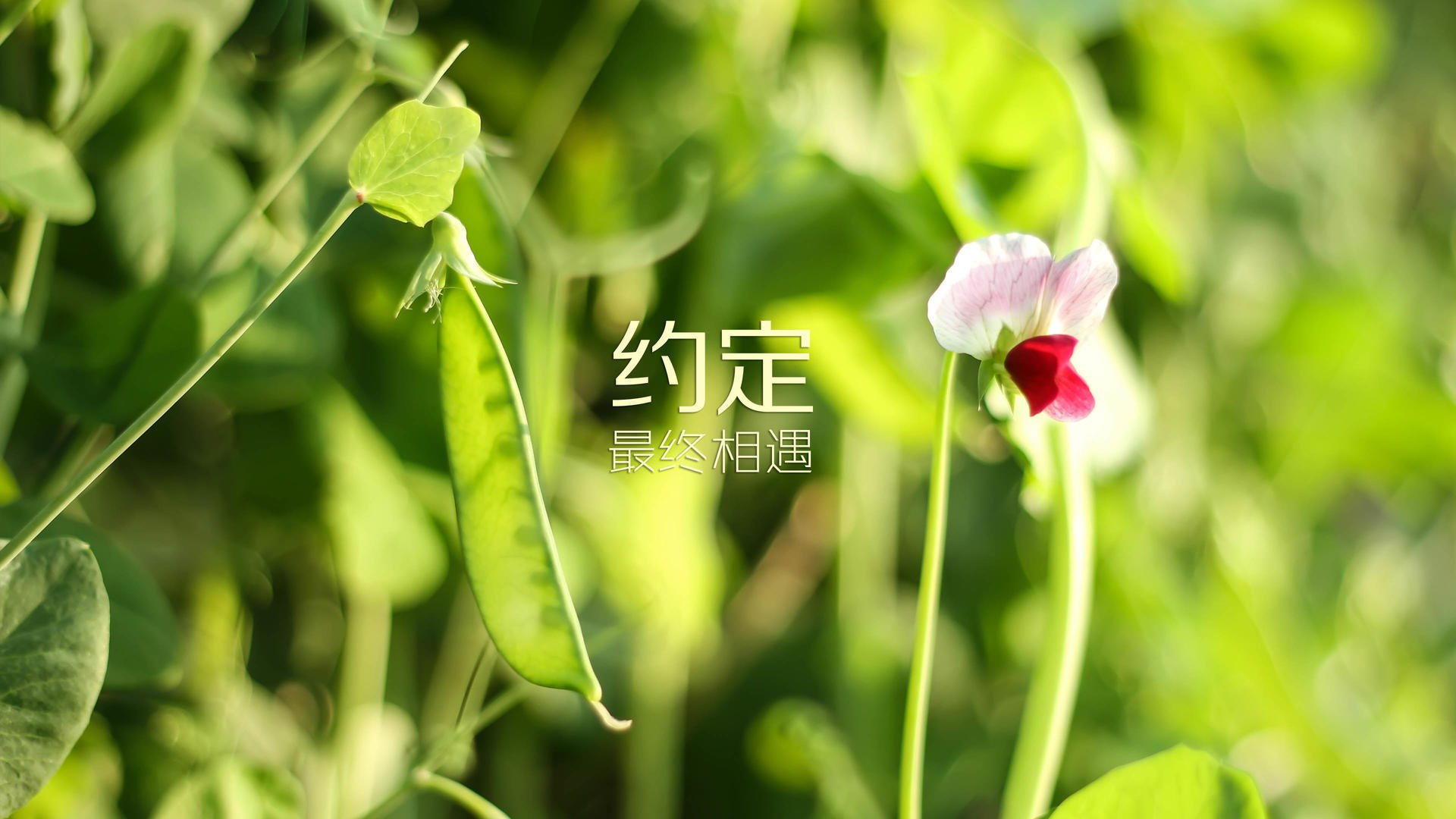 当枫叶军团用华丽攻势碾碎五盾传奇,2026世界杯经典战役,吉鲁的奇幻领航与旧秩序的黄昏